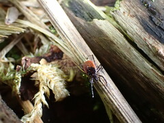 Ixodes ricinus
