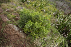 Notobubon galbanum