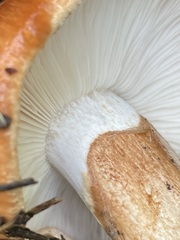 Tricholoma fracticum