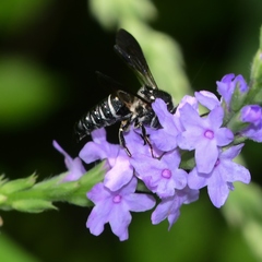Coelioxys dolichos