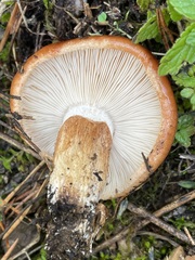 Tricholoma fracticum