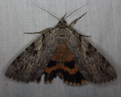 Catocala subnata