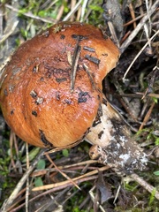Tricholoma fracticum