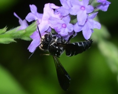 Coelioxys dolichos