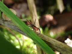 Ixodes ricinus