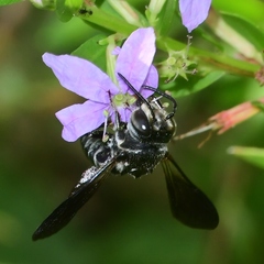 Coelioxys dolichos