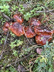 Tricholoma fracticum