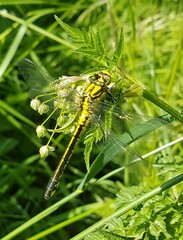 Gomphus vulgatissimus