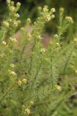 Thesium scabrum