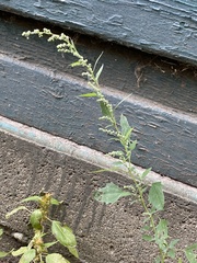 Chenopodium album