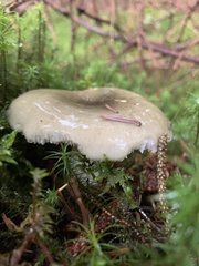 Russula virescens