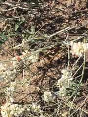 Eriogonum wrightii