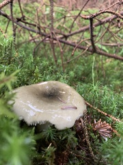 Russula virescens