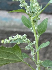Chenopodium album