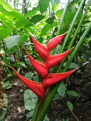 Heliconia stricta