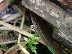 Tytthaspis sedecimpunctata