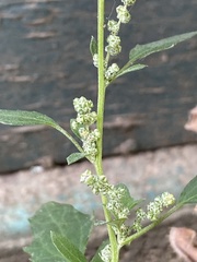 Chenopodium album