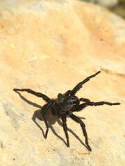 Amblyocarenum walckenaeri