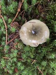Russula virescens