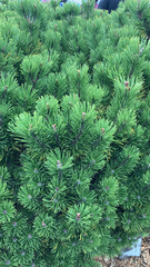 Pinus mugo