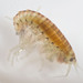 Hyaloidea - Photo 由 Mardon Erbland 所上傳的 (c) Mardon Erbland，保留部份權利CC BY-NC-SA