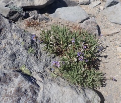 Polemonium elegans