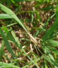 Chorthippus albomarginatus