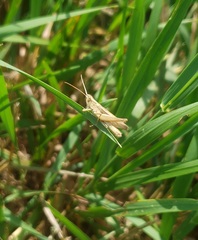 Chorthippus albomarginatus