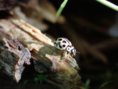 Tytthaspis sedecimpunctata