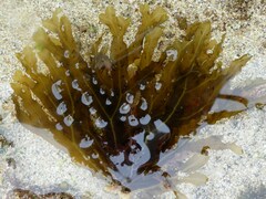 Dictyopteris polypodioides