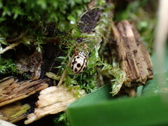 Tytthaspis sedecimpunctata