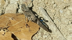 Trimerotropis fontana