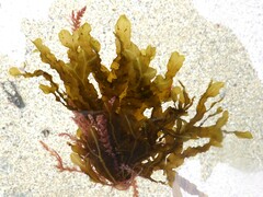 Dictyopteris polypodioides