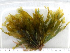 Dictyopteris polypodioides