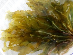 Dictyopteris polypodioides