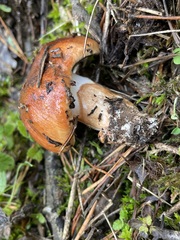 Tricholoma fracticum