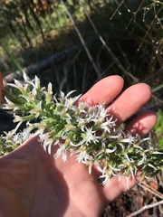 Liatris hesperelegans