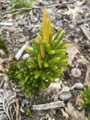 Dendrolycopodium hickeyi