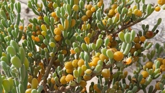 Tetraena fontanesii