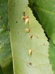 Caryomyia caryaecola