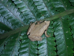 Microhyla achatina