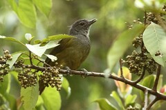 Arizelocichla tephrolaema