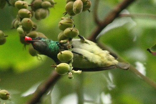 Gray-chinned Sunbird