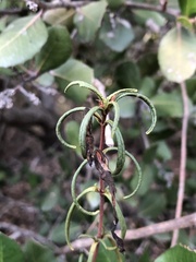 Diplacus
