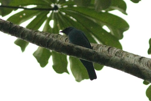 Blue Cuckooshrike