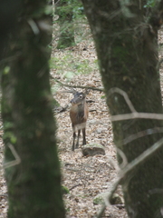 Cervus elaphus corsicanus