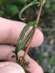 Diplacus