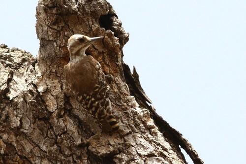 Brown-backed Woodpecker