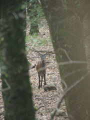 Cervus elaphus corsicanus
