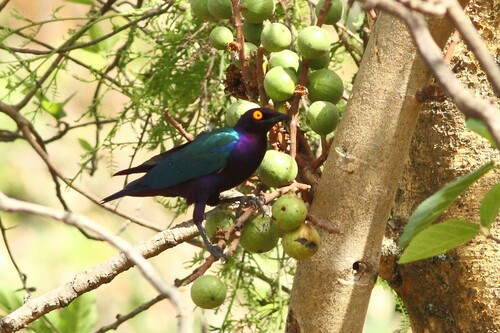 Purple Starling